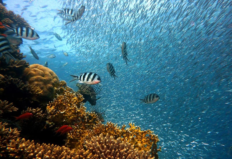 Underwater Coral Reef