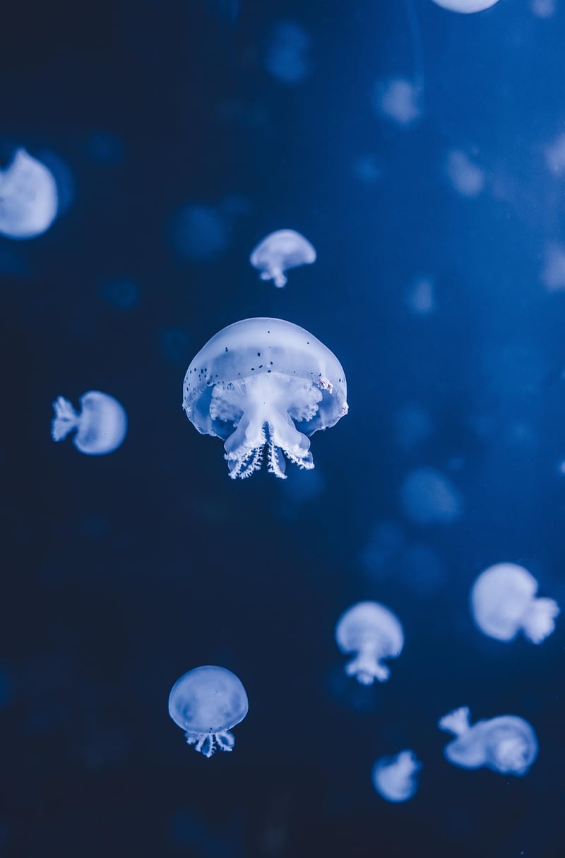 Underwater Sea Life
